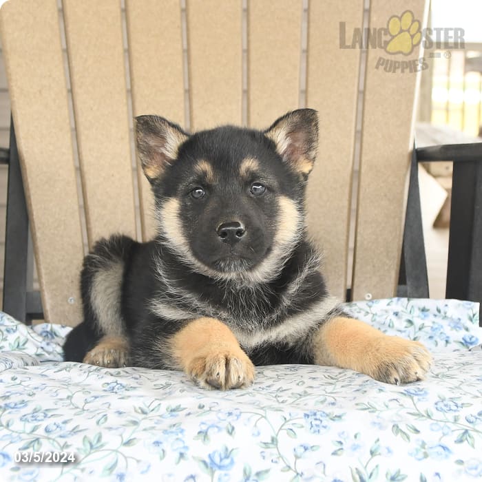 Gavin Gerberian Shepsky Puppy for Sale in Beach Creek, PA Lancaster