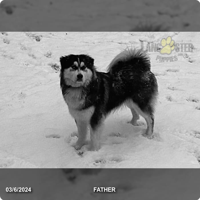Black Beauty Puppy - Goberian Puppy for Sale in Baldwinsville, NY