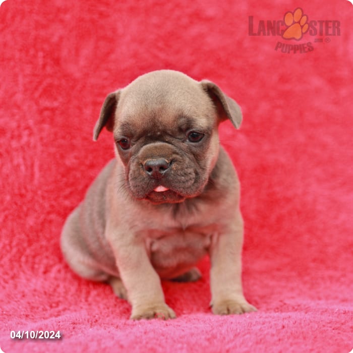 Junie - French Bulldog Puppy for Sale in Shippensburg, PA | Lancaster ...