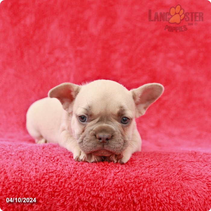 Jazzy - French Bulldog Puppy for Sale in Shippensburg, PA | Lancaster ...