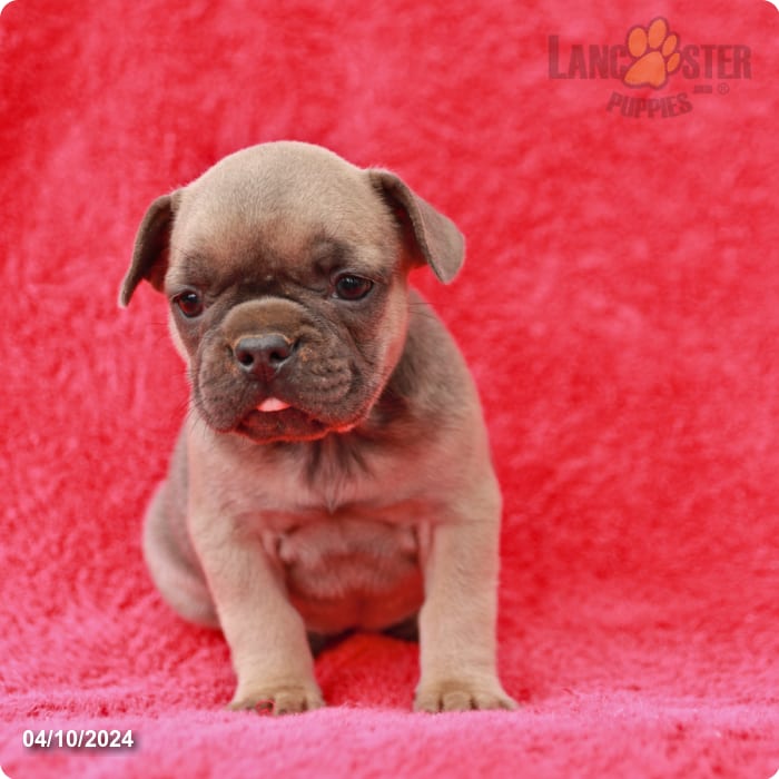 Junie - French Bulldog Puppy for Sale in Shippensburg, PA | Lancaster ...