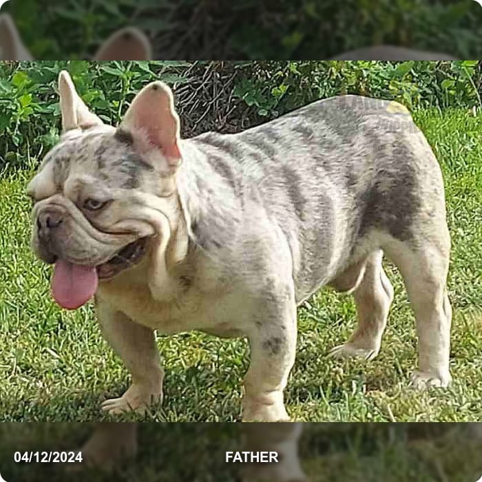 Sato - French Bulldog Puppy for Sale in Allentown, PA | Lancaster Puppies