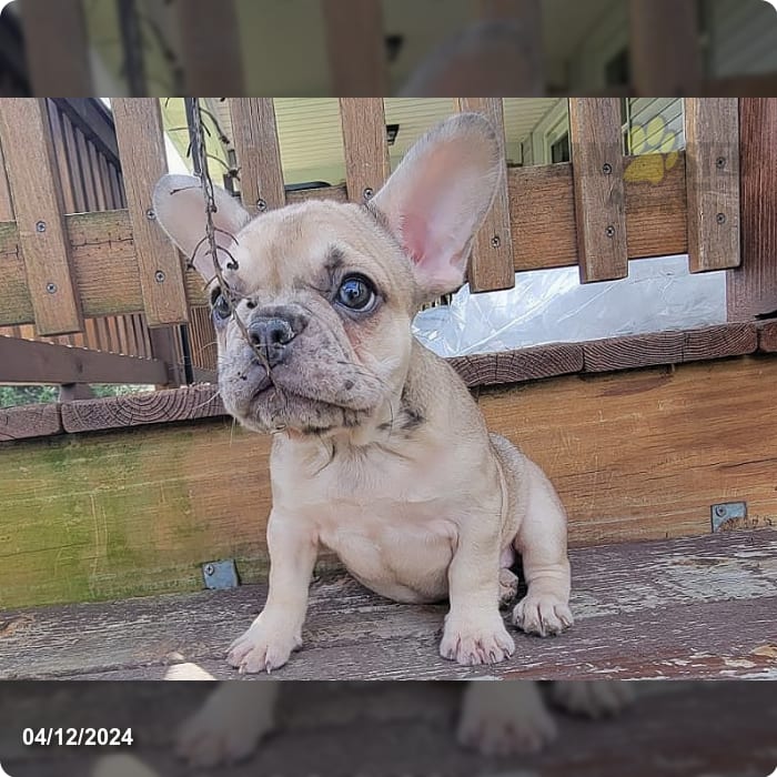 Sane - French Bulldog Puppy for Sale in Allentown, PA | Lancaster Puppies