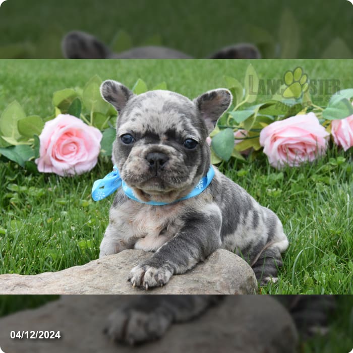 Leonard - French Bulldog Puppy for Sale in Middleburg, PA | Lancaster ...