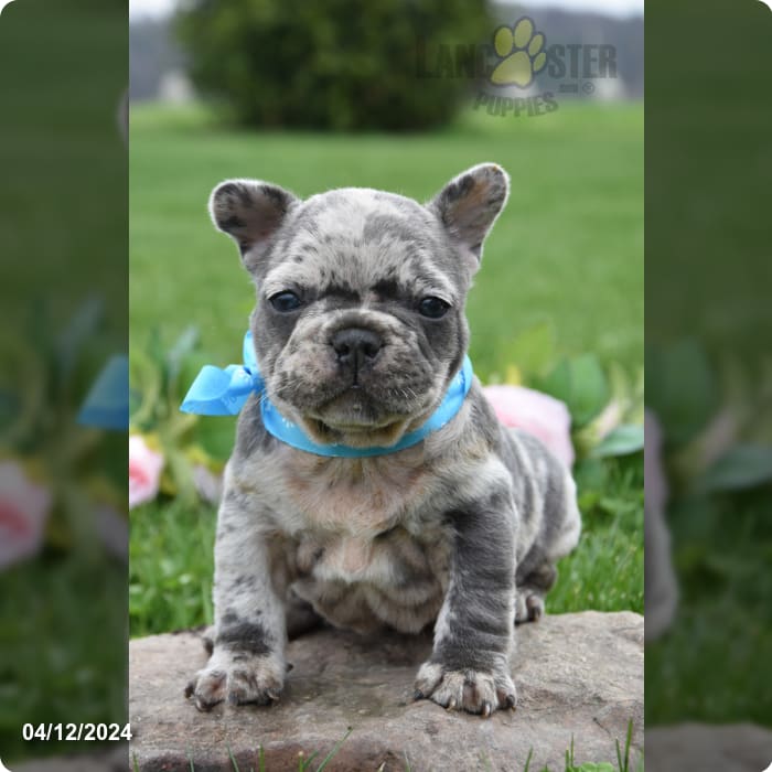 Leonard - French Bulldog Puppy for Sale in Middleburg, PA | Lancaster ...