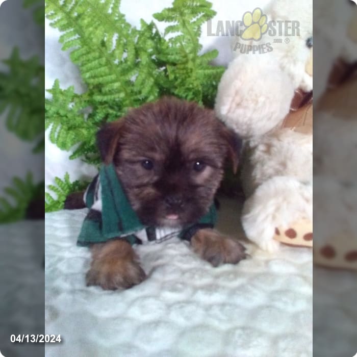 Chewy - Shorkie Puppy for Sale in Sugarcreek, OH | Lancaster Puppies