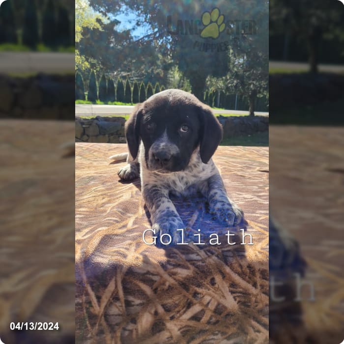 Goliath - Australian Cattle Dog and English Springer Spaniel Hybrid ...