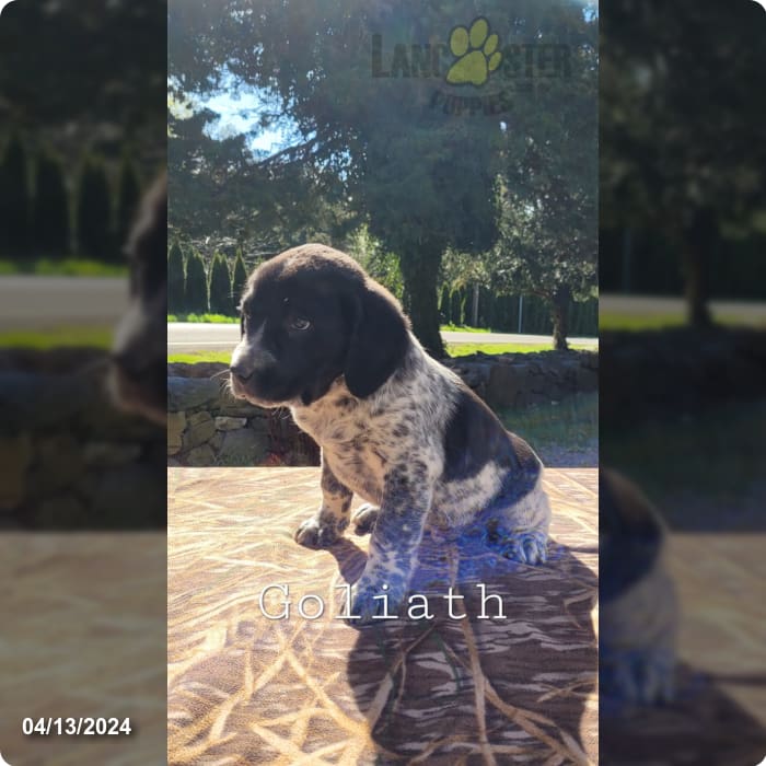 Goliath - Australian Cattle Dog and English Springer Spaniel Hybrid ...