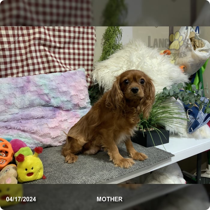 Cecil Cavalier King Charles Spaniel and Dachshund Miniature Hybrid Puppy for Sale in Baltic