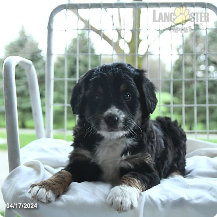 Benji Bernedoodle Puppy for Sale in Shipshewana, IN Lancaster Puppies