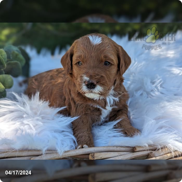 Angel Goldendoodle Puppy for Sale in penn yan, NY Lancaster Puppies