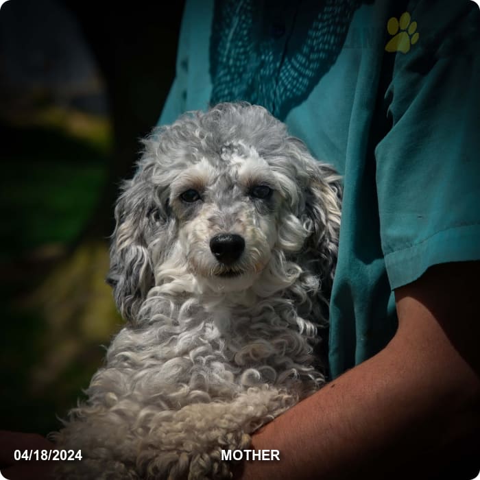 Daffodil - Poodle Miniature Puppy for Sale in North Canton, OH ...