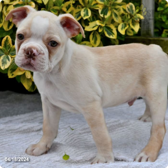Parker Boston Terrier Puppy for Sale in Penn Yan, NY Lancaster Puppies