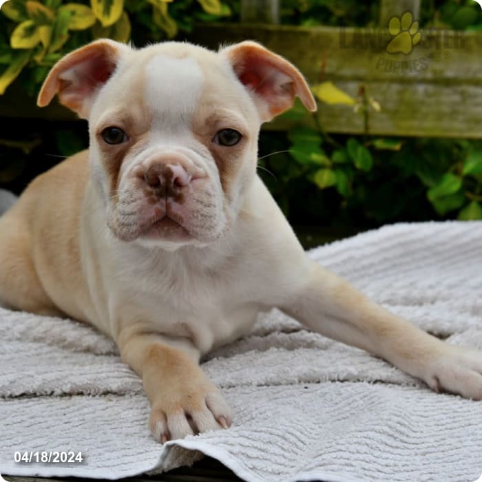 Parker Boston Terrier Puppy for Sale in Penn Yan, NY Lancaster Puppies