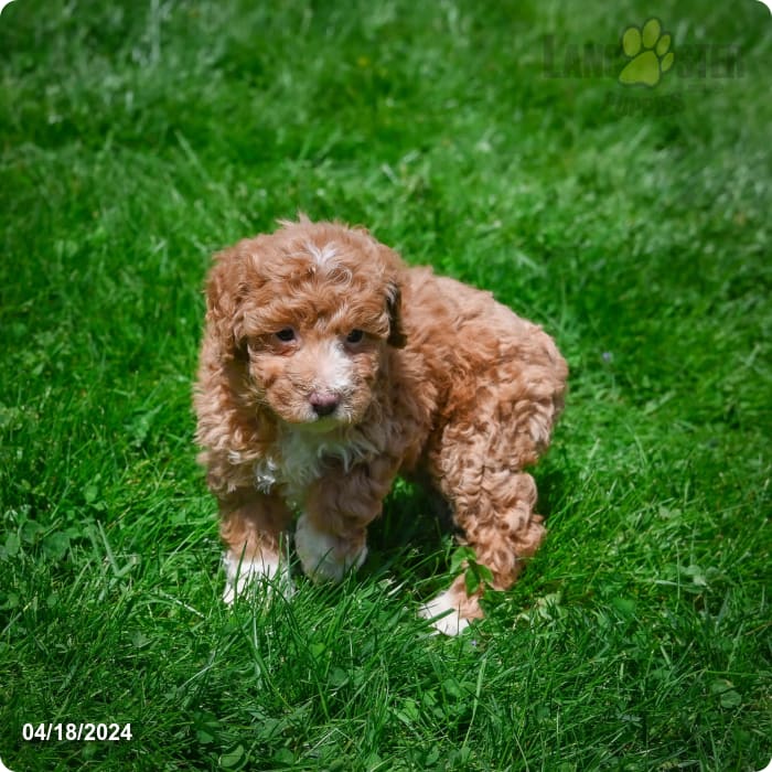 Daffodil - Poodle Miniature Puppy for Sale in North Canton, OH ...