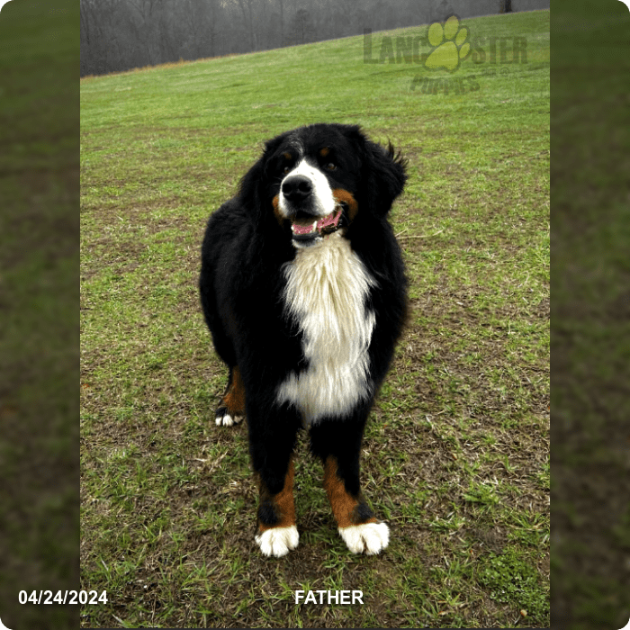 Regina Akc - Bernese Mountain Dog Puppy for Sale in Windsor, KY ...