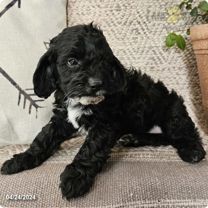 Wilson Cockapoo Puppy for Sale in Bremen, IN Lancaster Puppies