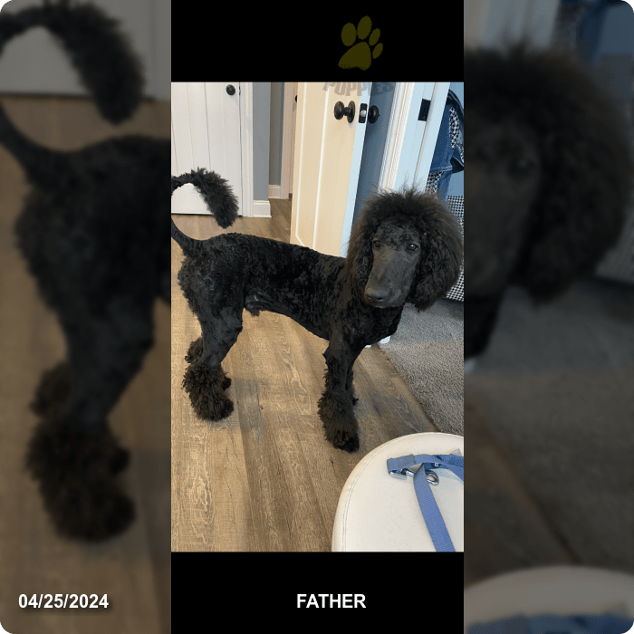 Ashley Great Dane and Poodle Standard Hybrid Puppy for Sale in Canton