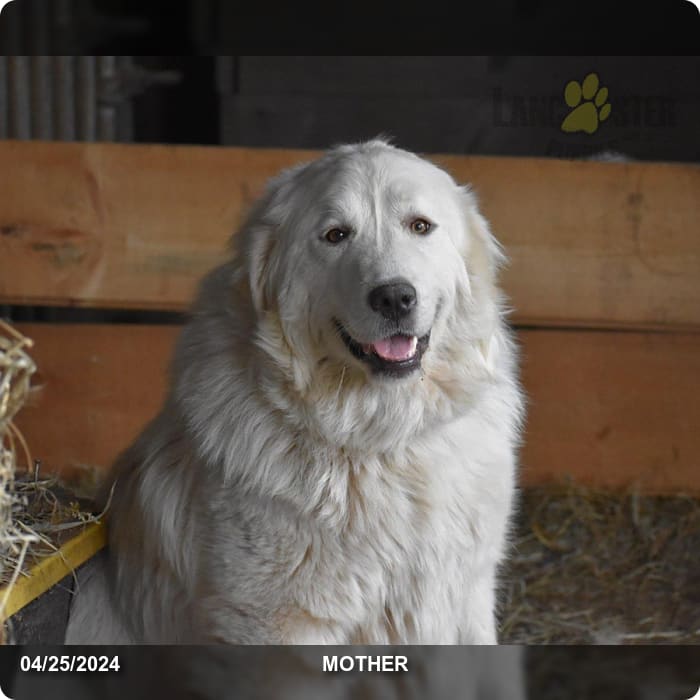 Augusta Great Pyrenees Puppy for Sale in Tunkhannock, PA Lancaster