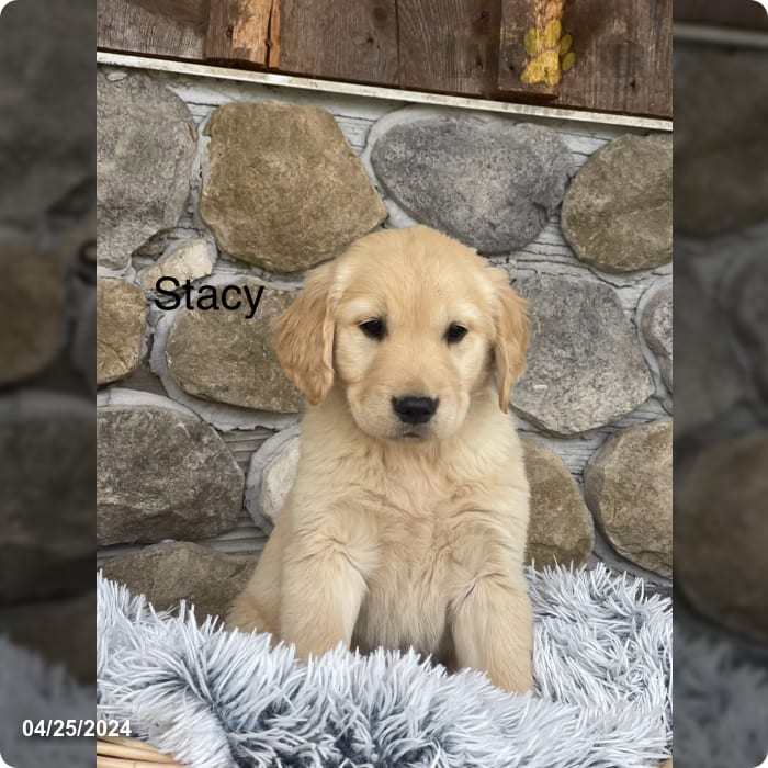 Stacy Golden Retriever Puppy for Sale in Penn Yan, NY Lancaster Puppies
