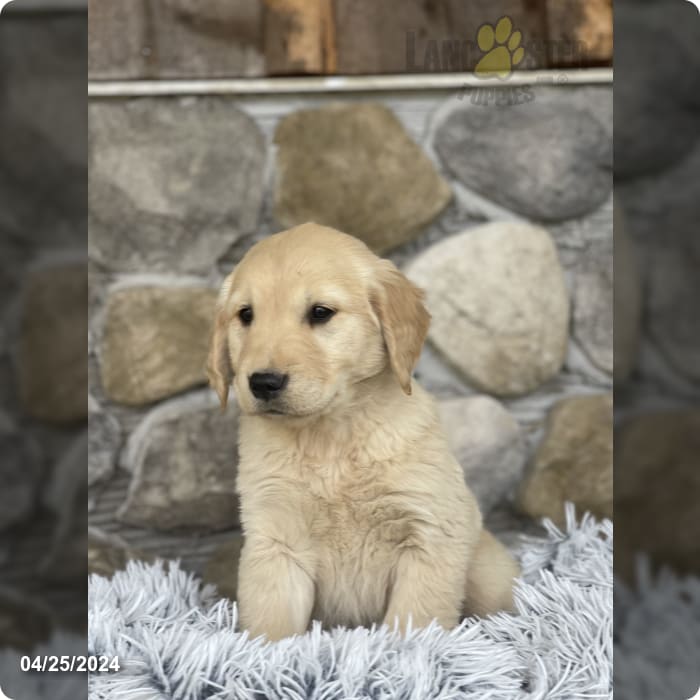 Stacy Golden Retriever Puppy for Sale in Penn Yan, NY Lancaster Puppies