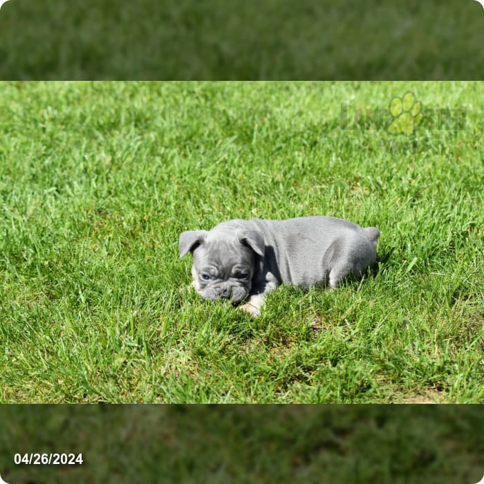 Champ - French Bulldog Puppy for Sale in Shipshewana, IN | Lancaster ...