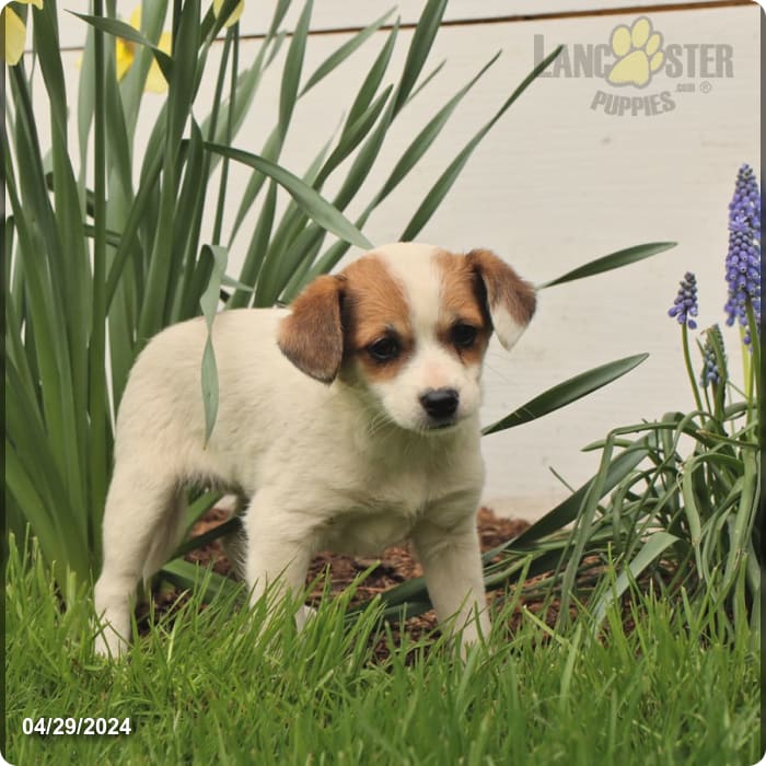 Bella Chihuahua and Beagle Hybrid Puppy for Sale in Penn Yan, NY