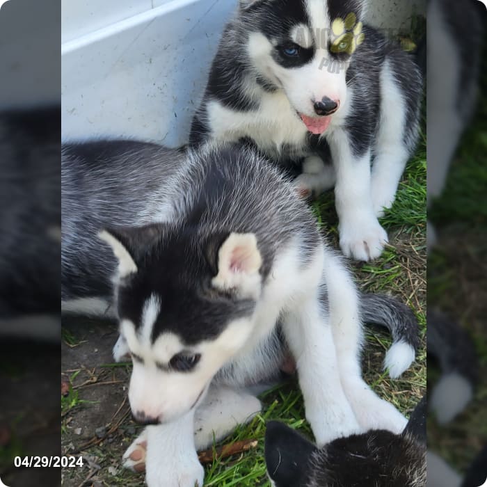 Loki - Siberian Husky Puppy for Sale in Delmar, MD | Lancaster Puppies