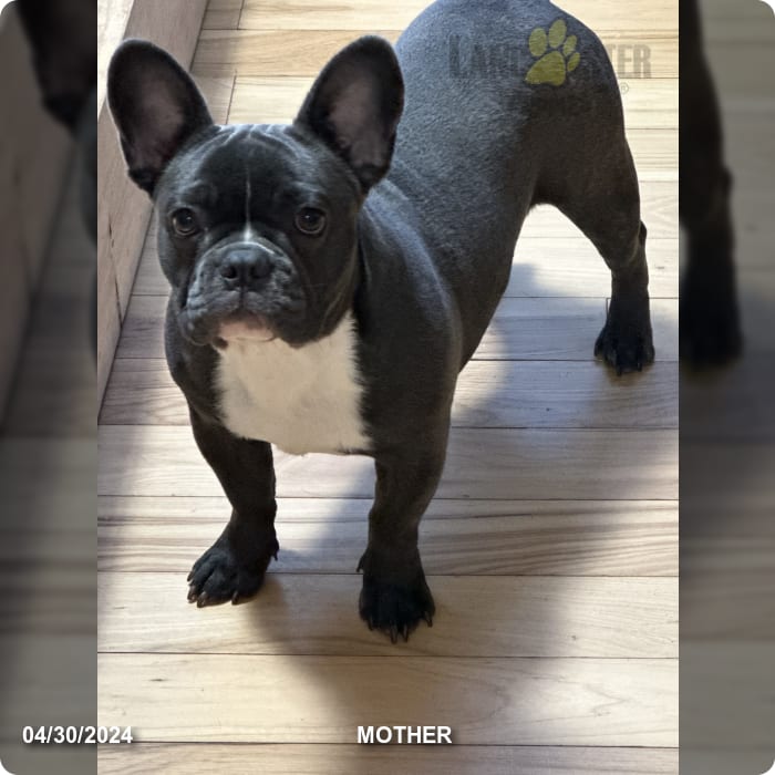 Orange Collar - French Bulldog Puppy for Sale in Eden, NY | Lancaster ...