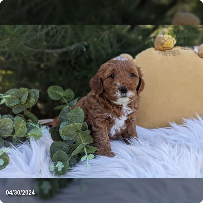 Angel Goldendoodle Puppy for Sale in penn yan, NY Lancaster Puppies