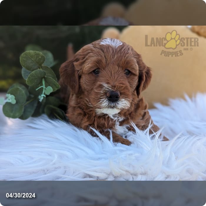 Angel Goldendoodle Puppy for Sale in penn yan, NY Lancaster Puppies