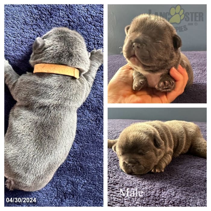 Orange Collar - French Bulldog Puppy for Sale in Eden, NY | Lancaster ...