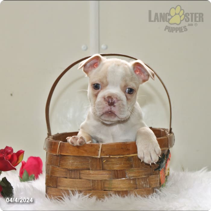 Parker Boston Terrier Puppy for Sale in Penn Yan, NY Lancaster Puppies