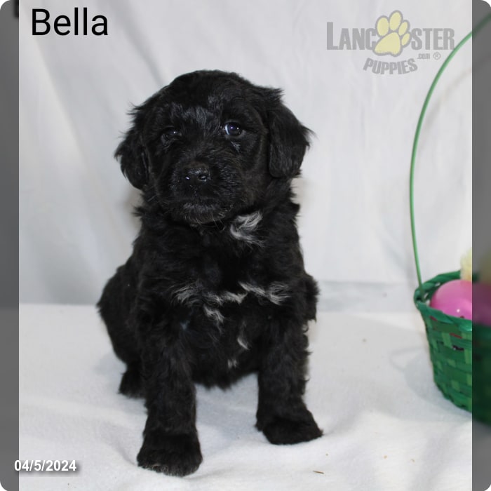 Bella - Portuguese Water Dog Puppy for Sale in Fresno, OH | Lancaster ...