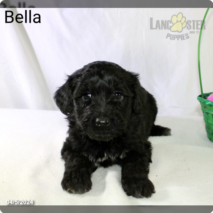 Bella - Portuguese Water Dog Puppy for Sale in Fresno, OH | Lancaster ...