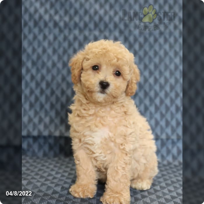 Locust Lane Farm Lancaster Puppies