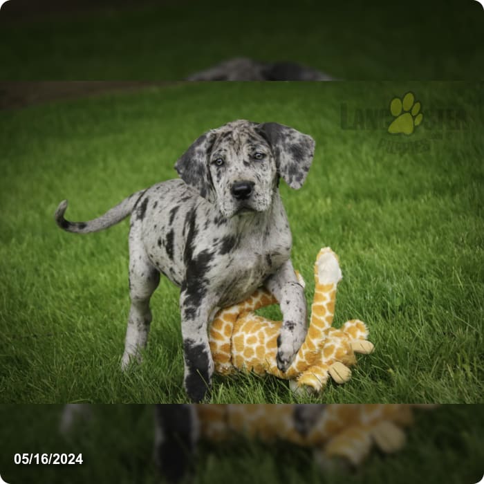 Deanna Great Dane and English Mastiff Hybrid Puppy for Sale in New
