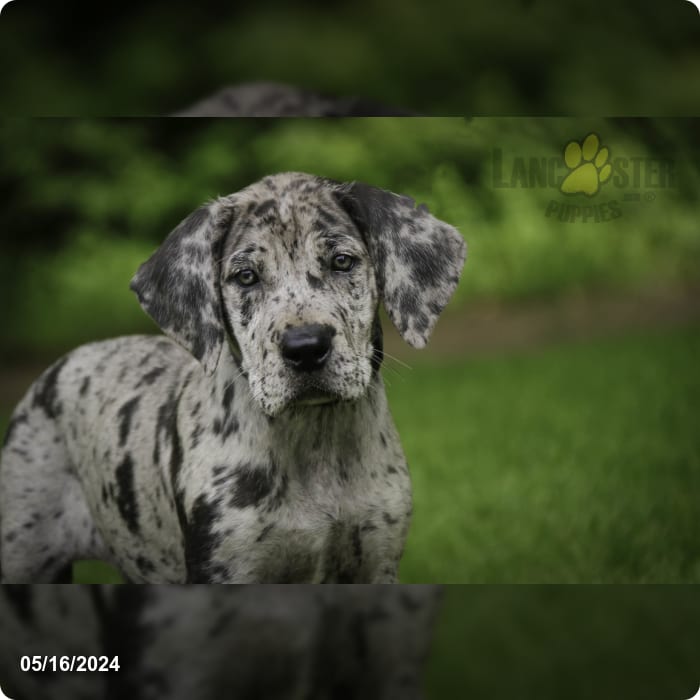 Deanna Great Dane and English Mastiff Hybrid Puppy for Sale in New