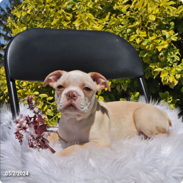 Parker Boston Terrier Puppy for Sale in Penn Yan, NY Lancaster Puppies