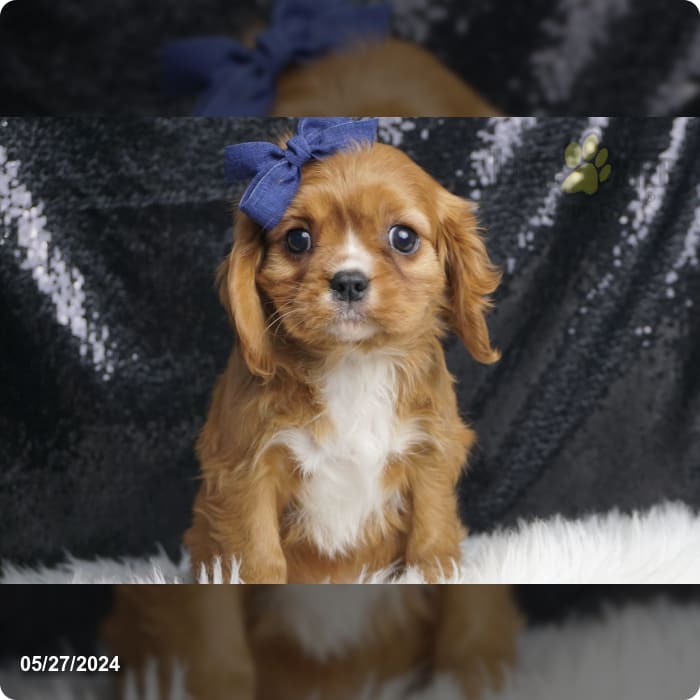 Trump Train - Cavalier King Charles Spaniel Puppy for Sale in WARSAW ...