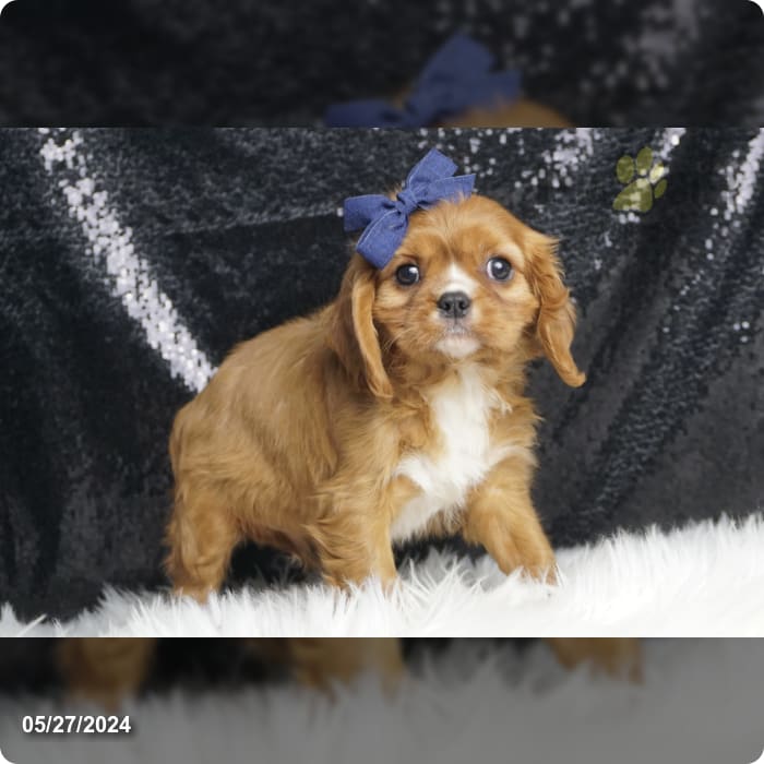 Trump Train - Cavalier King Charles Spaniel Puppy for Sale in WARSAW ...