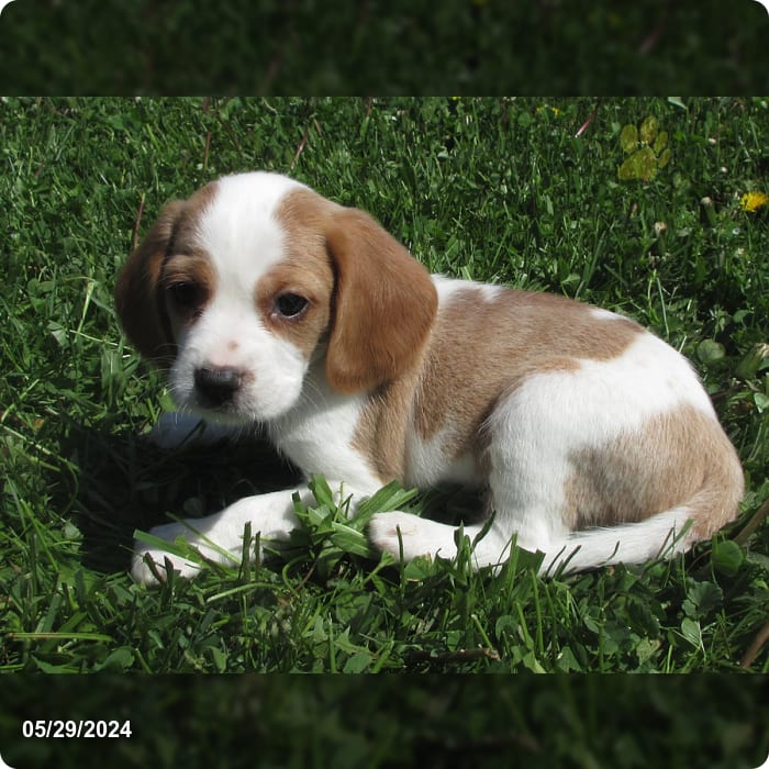 Asher Beaglier Puppy for Sale in Columbia Crossroads, PA Lancaster