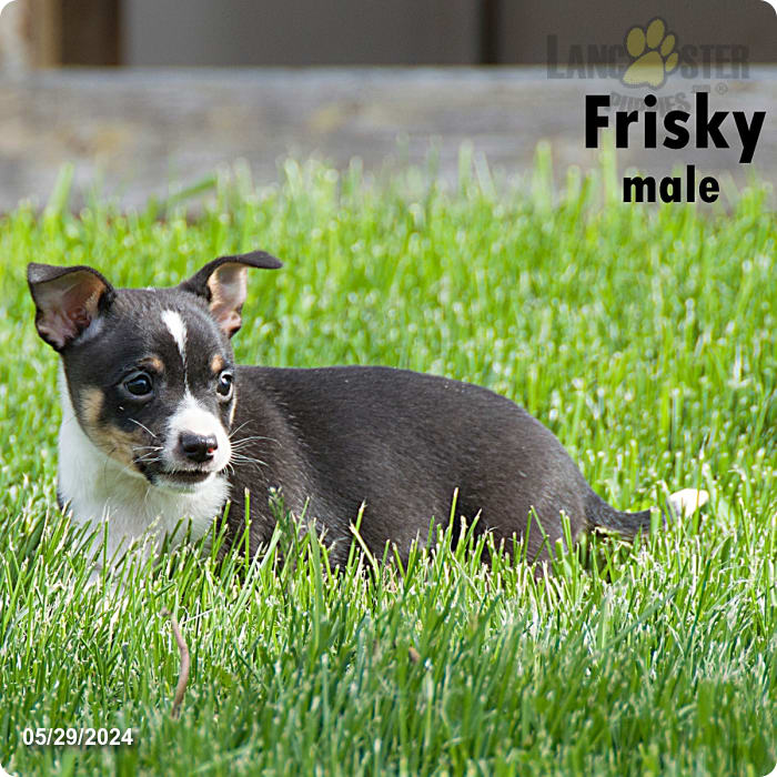 Frisky Rat Terrier and Chihuahua Hybrid Puppy for Sale in Clare, MI
