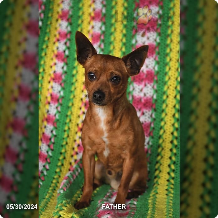 Rhonda Chihuahua and Jack Russell Terrier Hybrid Puppy for Sale in