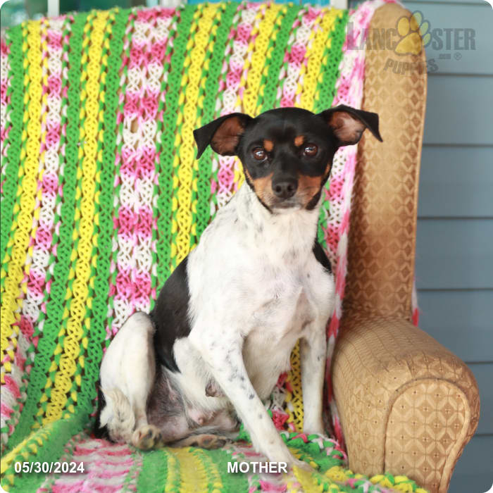 Rhonda Chihuahua and Jack Russell Terrier Hybrid Puppy for Sale in