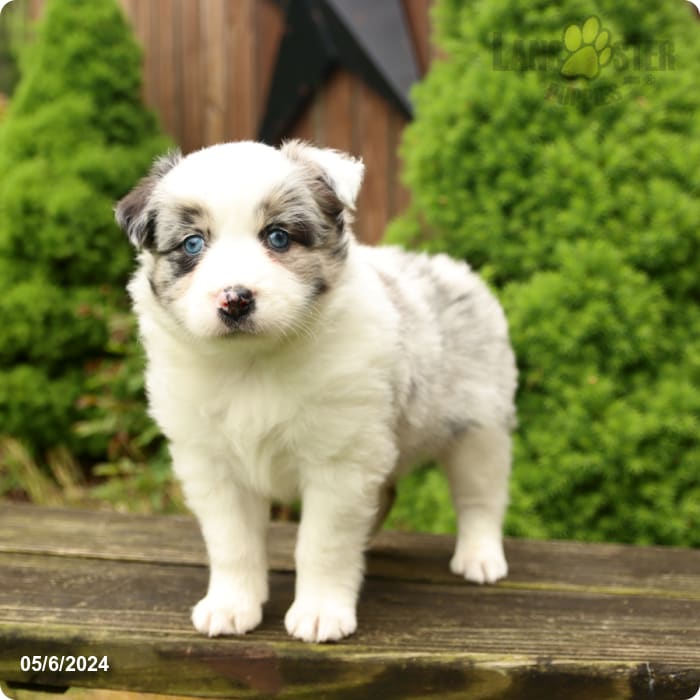 Comet Australian Shepherd Puppy for Sale in Narvon, PA Lancaster