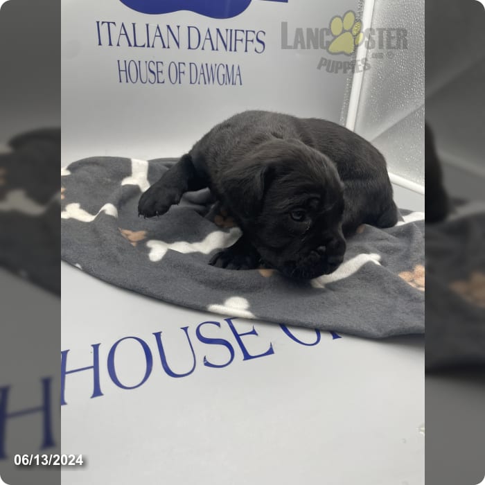 Black Male Cane Corso and Great Dane Hybrid Puppy for Sale in