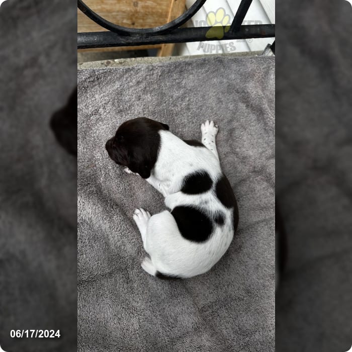 Violet - German Shorthaired Pointer Puppy for Sale in North Tonawanda ...