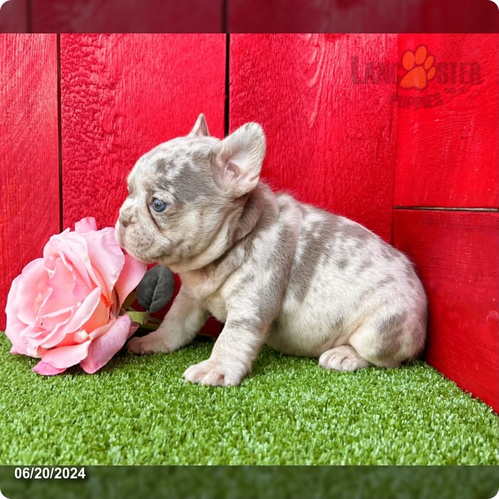Macey Newshade Pink - French Bulldog Puppy for Sale in Millersburg, OH ...