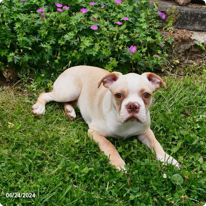 Parker Boston Terrier Puppy for Sale in Penn Yan, NY Lancaster Puppies